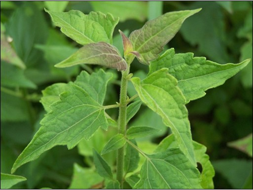  Siam weed leaf structure